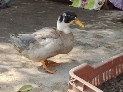 Male Duck For Sale