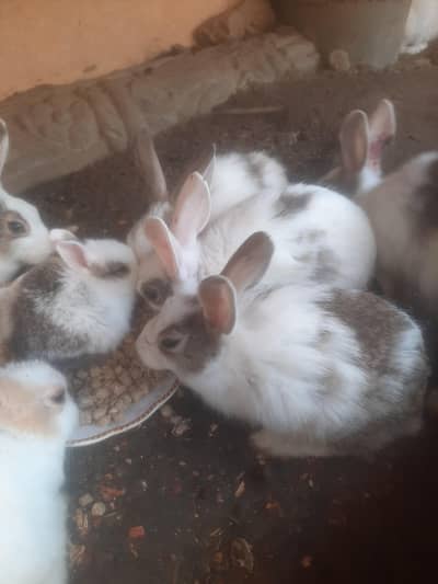 rabbits/bunnies/rabbit babies