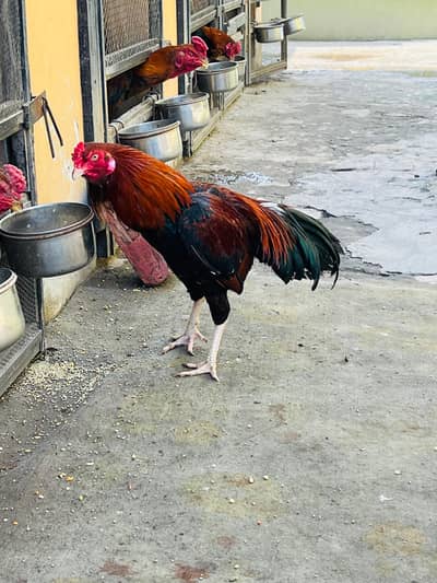 mianwali aseel for sale