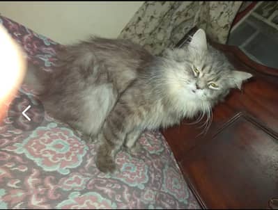 Persian Cat | Persian Kittens | Triple Coated Cats / Kittens For Sale