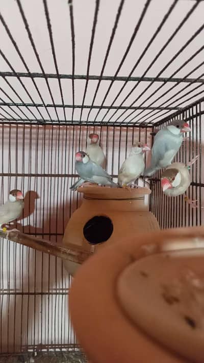 Fawn-Silver-Grey Java Breeder Pairs