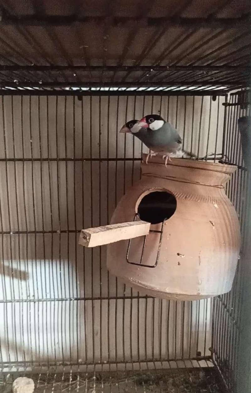 Fawn-Silver-Grey Java Breeder Pairs 3