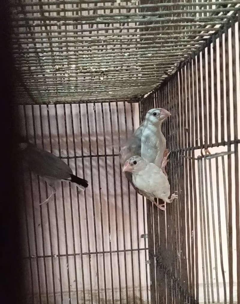 Fawn-Silver-Grey Java Breeder Pairs 5