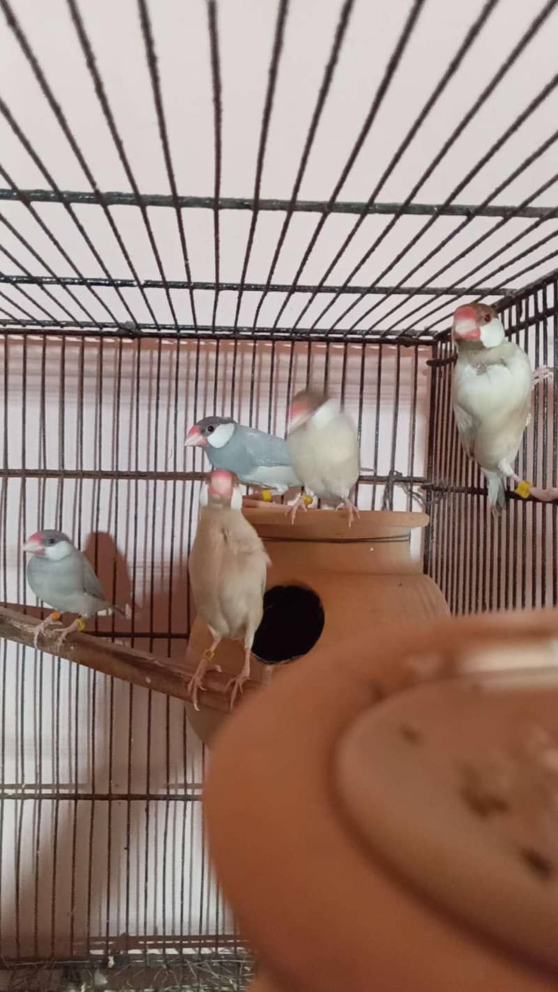 Fawn-Silver-Grey Java Breeder Pairs 7