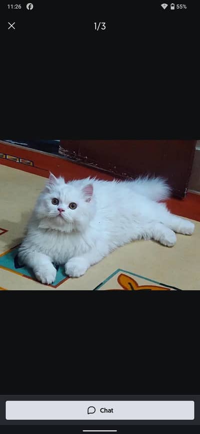 persian cat ha triple quoted whatsap 0348/9417/344