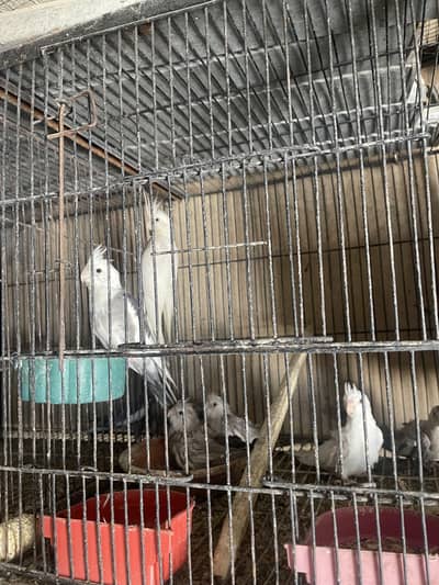 cocktail breeder pair with chiks