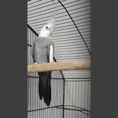Cockatiel white face breeder Male- 03214382921
