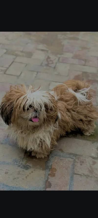 Shitzu Male for sale zero size  18. Months  0 Size shitzu