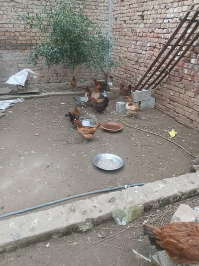 complete pure desi hens setup 13 hens + 2 murgy