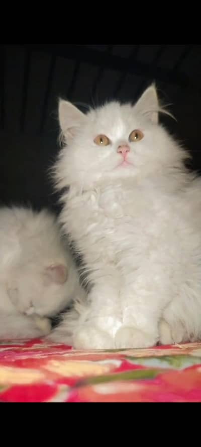 FEMALE PERSIAN KITTEN FOR SALE