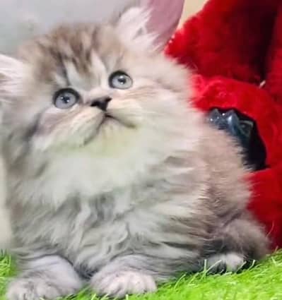 Quality Persian Punch Face Cats & Kittens 03097962675 WhatsApp