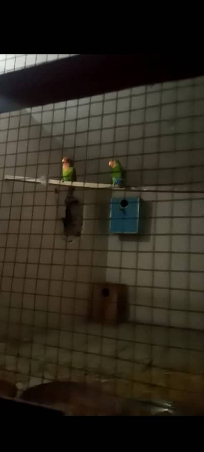 Beautyful halthy and active pair for home decoration