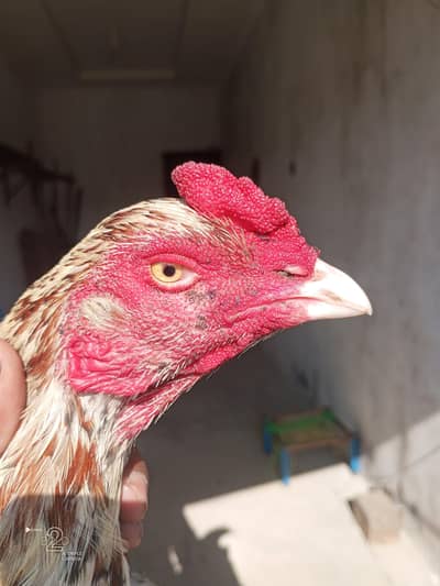 chena patha for sale