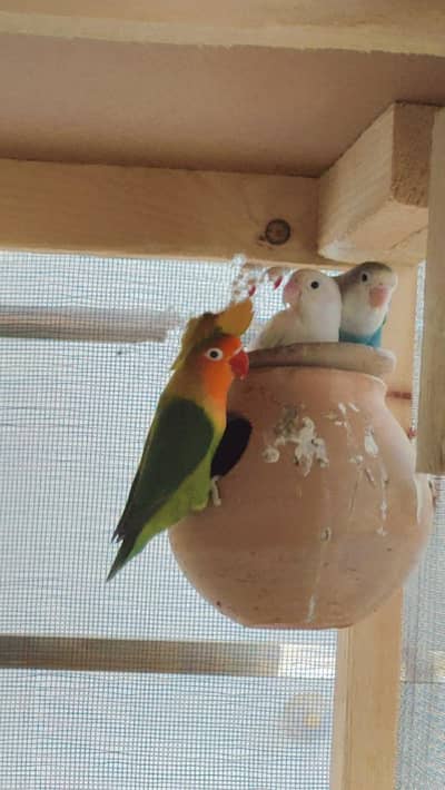 3 lovebirds. 2 female 1 male