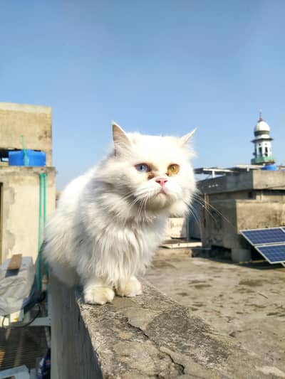 Persian Cat for sale fully trained