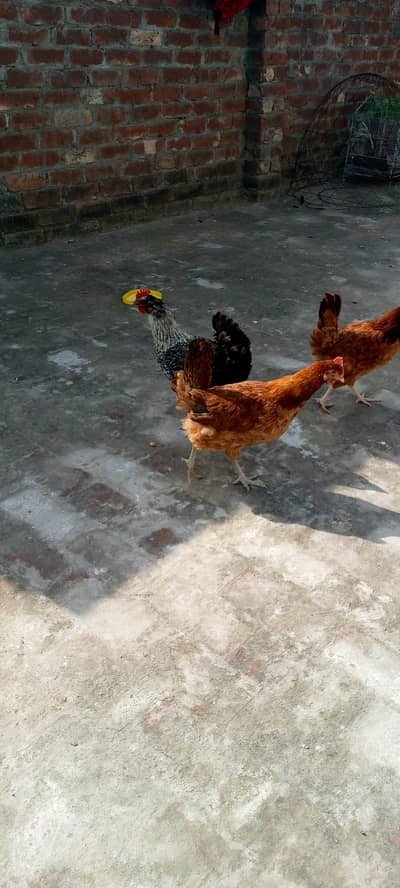 Desi Murgi For sale 5 peice available hein