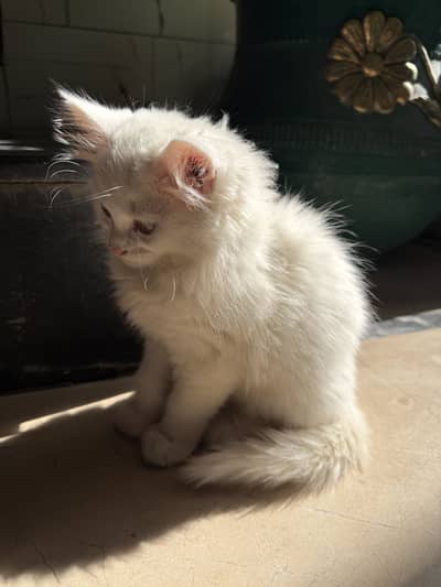 Triple coat persian kitten