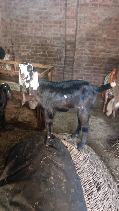 kali dabbi path active healthy