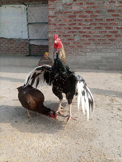 Aseel Jora puur desi