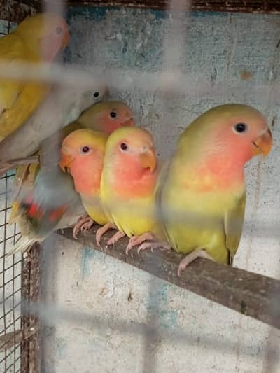 albino common Latino and split Java