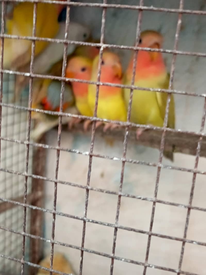 albino common Latino and split Java 15