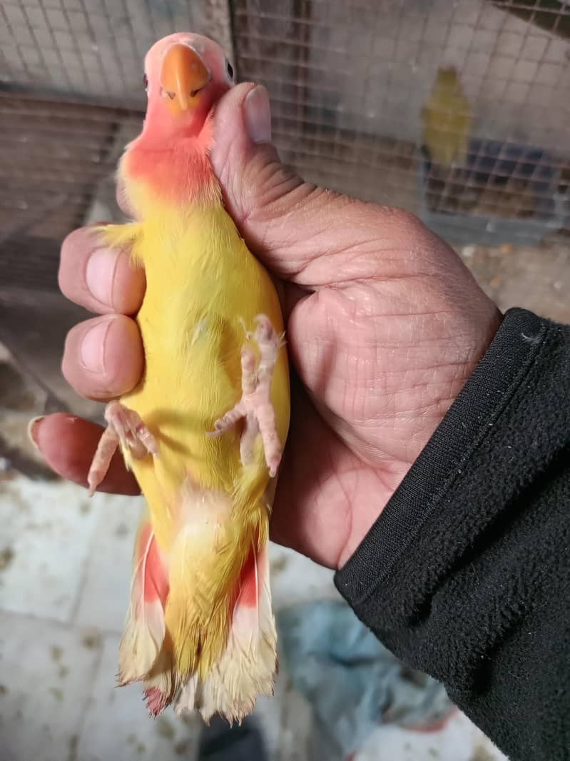 albino common Latino and split Java 16