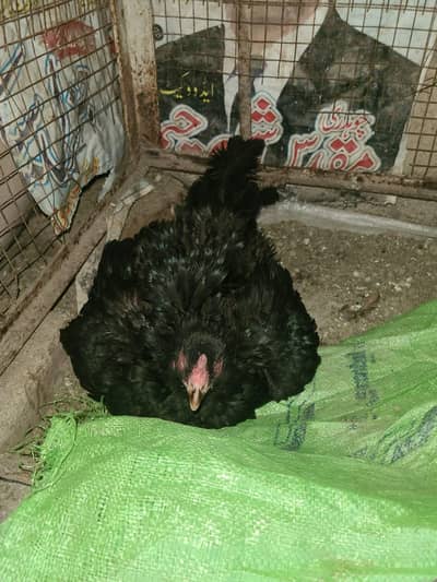 kuruk Pure old breed /Aseel pakistani madi/broody hen
