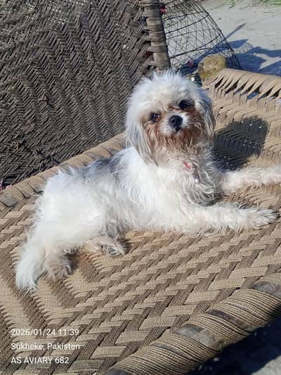 German shepherd female shitzu female shitzu puppy German shepherd