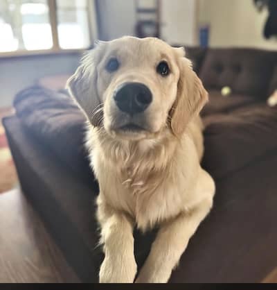 Golden Retriever pedigree male