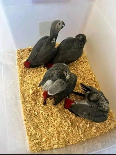 African grey parrot chicks for sale 0328/1732/809