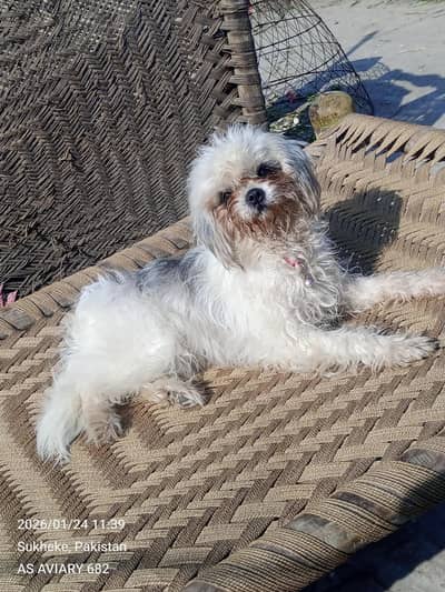 German shepherd female shitzu puppy shitzu female