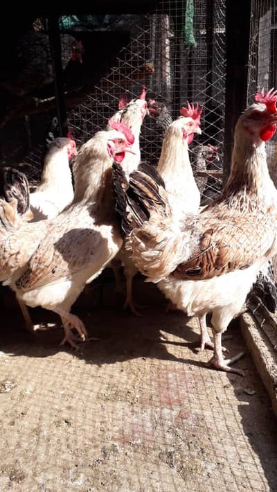 Golden Misri / Golden sebright hens