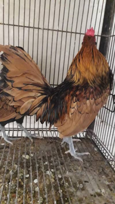 Golden sebright male