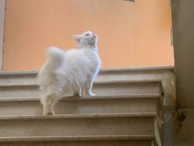 Playful persian  cat