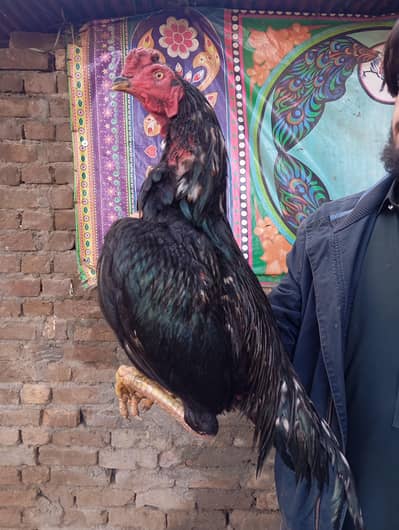 Assel lasani . Aseel peela . Aseel jawas