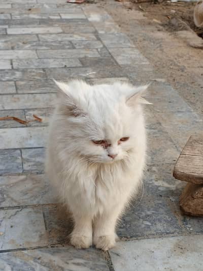 for sale reason abale price