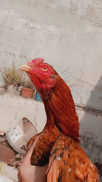 Peela aseel /high quality Aseel Jawa Aseel |black sawa Aseel for sale