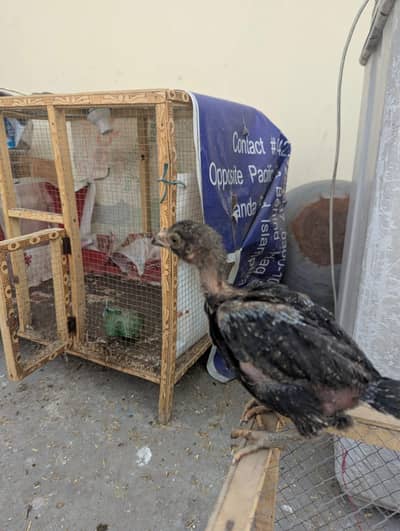 9 chiks fully active