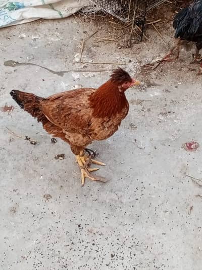 2 Aseel Murghiya Brown Aur White For Sell