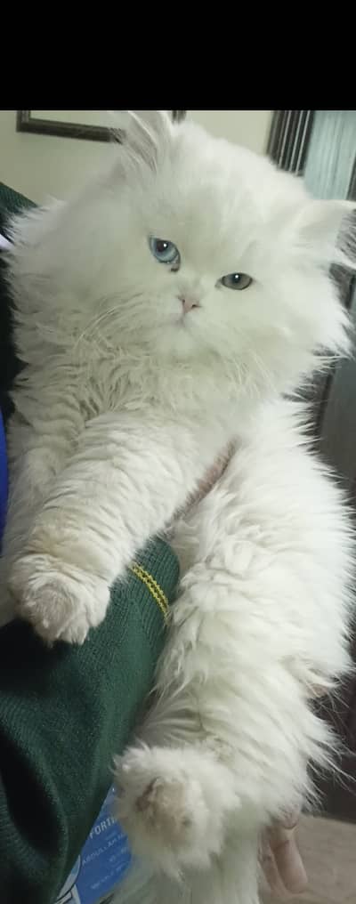 Playfull triple coat white Persian make and female