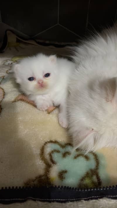 White Persian kitten
