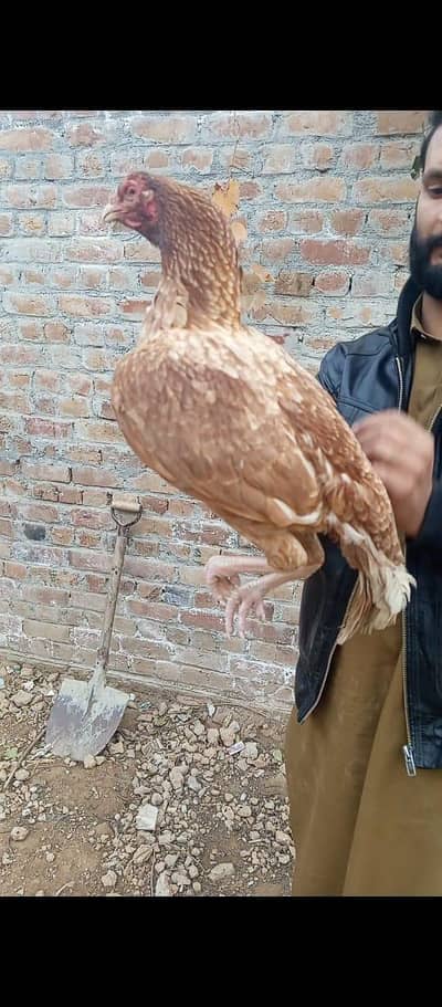 pure Aseel mainwali pili female for sale WhatsApp 03352725761