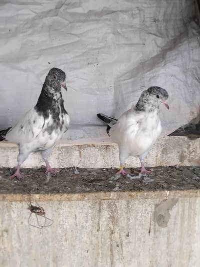 2 golden 1 banka bachay for sale multan location 3000