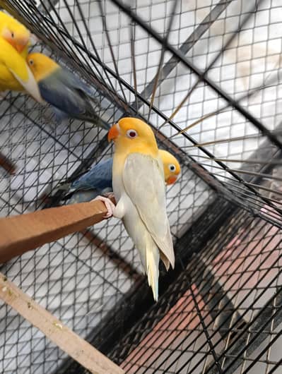 Parblue Opline Pallefellow  & Violet Opline Split Pallefellow