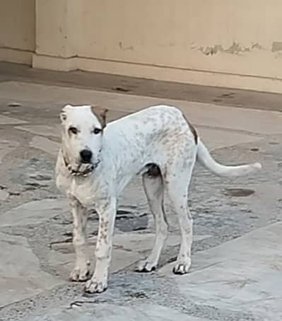 Ancient Old Bully dog puppy 4 months