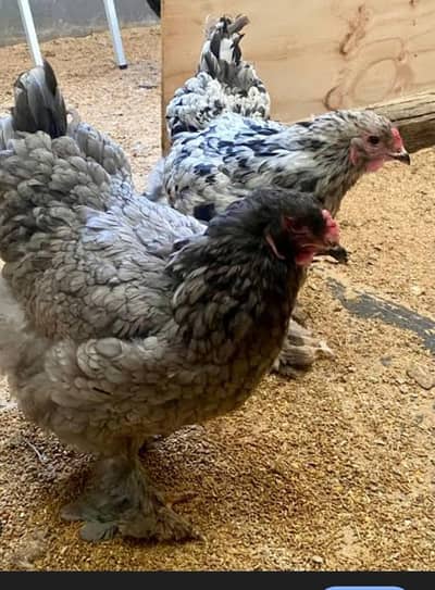 black silkie blue  brahma females. black brahma  female. frizal bentam