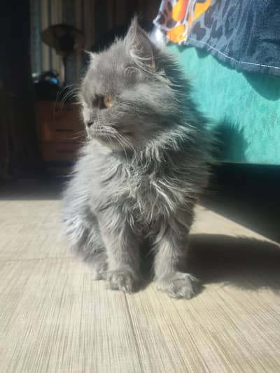 Persian Cat