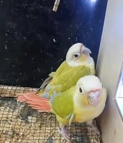 American Dilute conure  2 babies