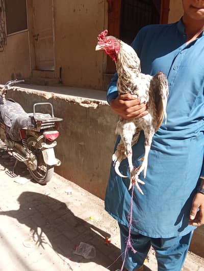 exchange possible with white murgia kay sat for sale