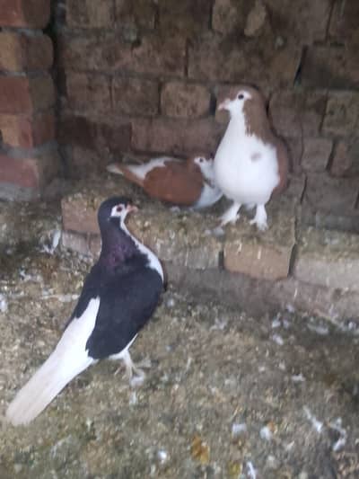 pair or extra black female